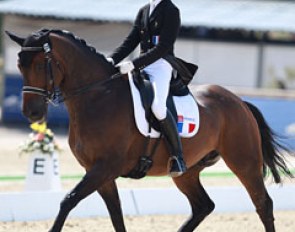 Woodstock de la Guiche at the 2015 European Young Riders Championships :: Photo © Astrid Appels