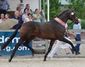 Heliana V.O.D. (by Davino V.O.D. x Jazz) was named 2015 KWPN Mare Champion :: Photo courtesy KWPN.nl
