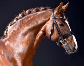 Belissimo M (by Beltain x Romadour II) :: Photo © Kiki Beelitz