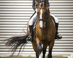 Anya Noble and Airthrey Highlander at the 2015 New Zealand Young Riders Championships in Hawera :: Photo © Libby Law