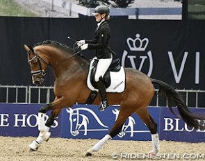 The newly approved premium stallion Hesselhøj Donkey Boy (by ERA Dancing Hit x Milan) :: Photo © Ridehesten