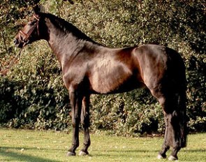 Sandro King (by Sandro Hit x Calypso) to stand at stud at Gestut Wiesenhof in 2015
