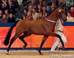 Handsome O, champion of the 2015 KWPN Stallion Licensing :: Photo © Dirk Caremans