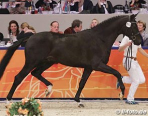 Hashtag (by Cachet L x Montecristo) at the 2015 KWPN Licensing :: Photo © LL-foto
