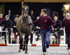 Hip Hop seeking approval from the BWP society at the 2015 Belgian warmblood stallion licensing :: Photo © Dirk Caremans