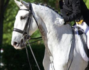 Sarah Warne patting her Lusitano gelding Batialo after their ride at the 2015 CDI Madrid :: Photo © Rui Pedro Godinho