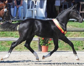 Panthero van de Vogelzang wins the 2015 BWP Dressage Colt Foal Championship :: Photo © Fotoroyal.be