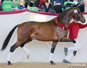 Heinrich Ramsbrock's premium stallion Besito (by Bailamos Biolley x Lanciano) :: Photo © LL-foto