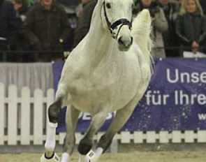 Gestut Sprehe's English Thoroughbred Chiron xx