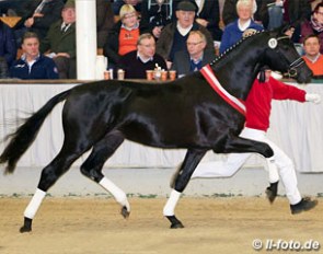 D'Egalité (by Don Juan de Hus x Stedinger x Rohdiamant), champion of the 2015 Westfalian Stallion Licensing :: Photo © LL-foto
