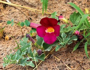 Devil's claw