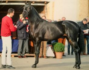 Karin Zierer's recently licensed Holsteiner stallion Alsandair (by Ampere x Lorentin I)