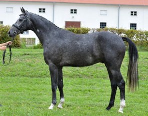The Belantis x Quaterman x Paradiesvogel colt that was named premium at the 2015 Brandenburg Stallion Licensing