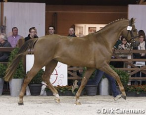 Mac Donovan at the 2015 Belgian Warmblood Stallion Licensing :: Photo © Dirk Caremans