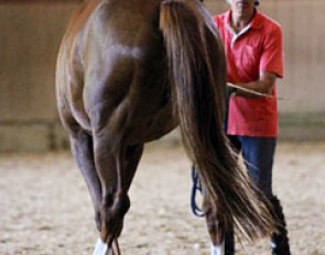 Manolo working in-hand with  mare with aggressive arthritic changes in her lumbar spine, helping her organize her posture and lengthen her neck so that she is "opening" her spine from poll to dock of the tail