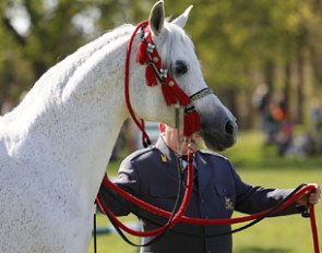Michalów Stud presented precious Pure Bred Arabian