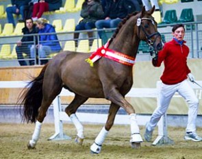 Don Rouge Royal, Champion of the 2015 Austrian Warmblood Stallion Licensing :: Photo © Pferdeportal/Brunnmayr