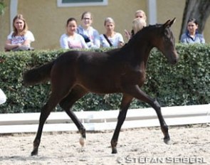 Giuliette was named filly champion at the 2015 Austrian Warmblood Foal Championship :: Photo © Stefan Seiberl/ Equisit.at