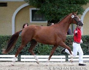 Wonderfull became the winner at the 2015 Austrian Warmblood Elite Mare Show :: Photo © Stefan Seiberl / Equisit.at