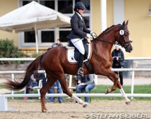 Nadja Pollhammer and Beretta win the 3-year old riding horse class at the 2015 Austrian Warmblood Young Horse Championships :: Photo © Stefan Seiberl