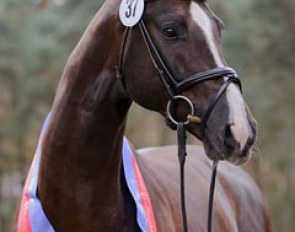 Bonds (by Benicio x Sir Donnerhall I), champion of the 2015 Oldenburg Stallion Licensing :: Photo © LL-foto