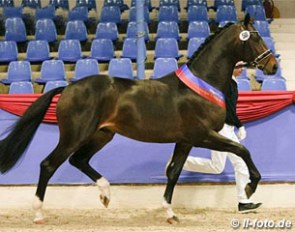 The Bordeaux x De Niro colt that was named Champion of the 2015 Oldenburg Saddle Licensing :: Photo © LL-foto