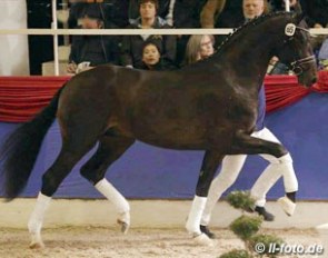 Sir Donnerhall I x Welt Hit II