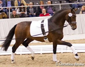 Revolution (by Rocky Lee) being lunged at the 2015 Hanoverian Stallion Licensing in Verden :: Photo © Christina Beuke