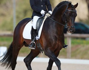 Eugenie Burban on the KWPN licensed stallion Sandreo (by Sandro Hit x Flemmingh)