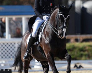 Stephanie Hartmann on Darek CH (by Dressage Royal x Capo)