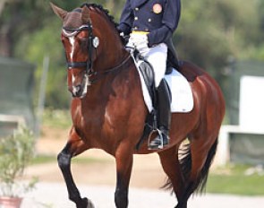 Gonçalo Carvalho and Batuta had a below par performance in Vilamoura. The mare was tense and distracted by the surroundings and was not able to show any walk nor proper transitions. 