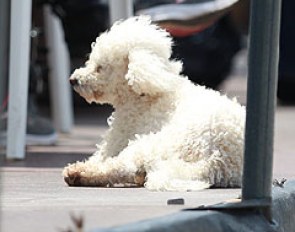 Dog enjoying the sunshine