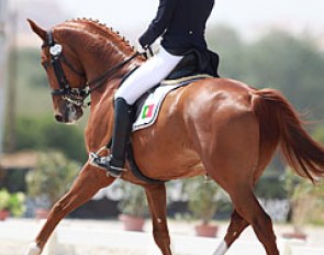 Maria Paes do Amaral on Equestricons Gentleman