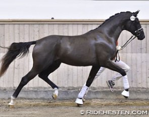 Strandagergards Faustino (by Furstenball x Sam Sam) at the Vilhelmsborg pre-selection for the 2016 Danish Warmblood stallion licensing :: Photo © Ridehesten