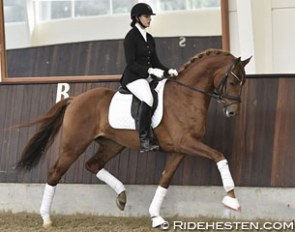D'Avie (by Don Juan de Hus x Londonderry) :: Photo © Ridehesten