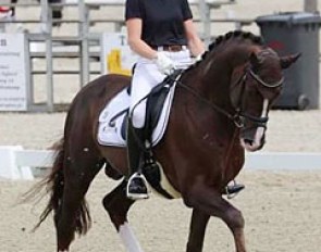 Quotenkönig, Westfalian stallion by Quaterback x Fürst Piccolo - Rider: Lisa Lindner