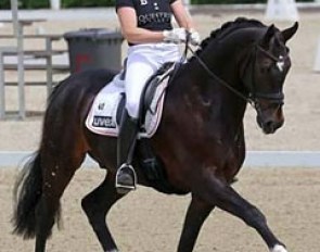 Ray Dance, Westfalian stallion by Rockwell x Van the Man - Rider: Ann-Christin Wienkamp