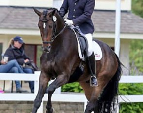 David Wightman and Silberpfeil at the 2015 U.S. Young Horse Championships :: Photo © Sue Stickle