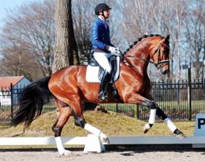 Niels Bax on the AES approved Giano (by Lord Loxley x Sandro Hit) :: Photo © BVK