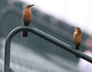 Show birds