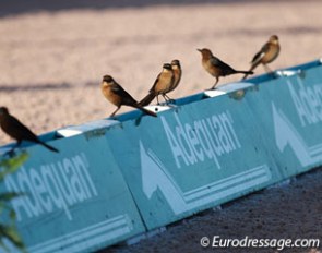 The early bird catches the worm