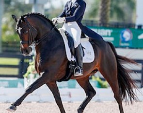 Allison Brock and Rosevelt at the 2015 CDI Wellington :: Photo © Sue Stickle