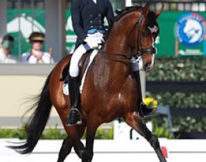 Hannah Michaels on Carol Cohen's Dutch warmblood Abacus (by Tuschinski x Mooiman)