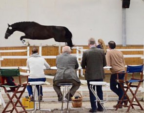 Titolas in the free jumping phase at the 2016 September Stallion Performance Testing in Schlieckau