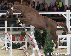 Marac M at the first phase of the 2016 BWP Stallion Licensing :: Photo © Dirk Caremans