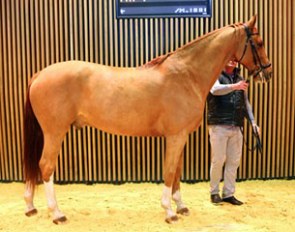 Rossini (by Rivero II) at the Arqana February Mixed Sales in Deauville
