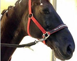 Donnperignon after his second eye operation