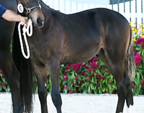 Logan ISF named foal champion of the 2016 Devon Breed Show :: Photo © Hoof Print Images