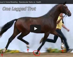 “The Million Euro Coup In Horse Breeding - Spectacular Gaits vs. Health” 