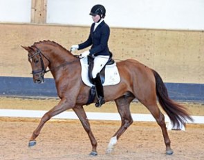 Dimitroff (by Dimaggio x Brentano II) :: Photo © Fischer